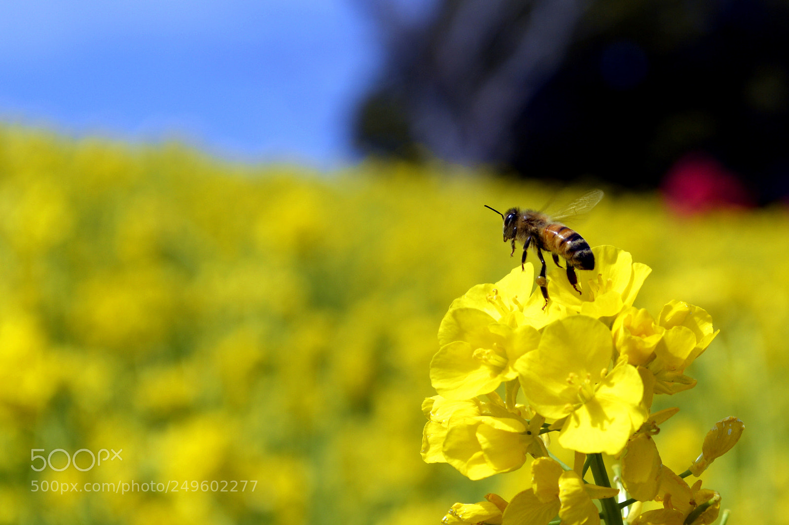 Nikon D3200 sample photo. Bee on na no photography