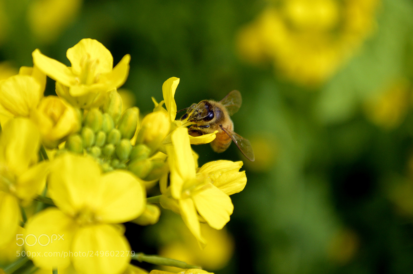 Nikon D3200 sample photo. Bee on na no photography