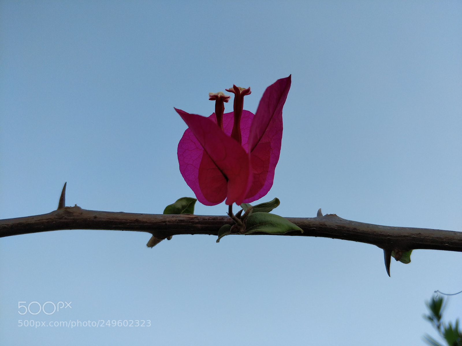 OnePlus 5T sample photo. Untitled photography
