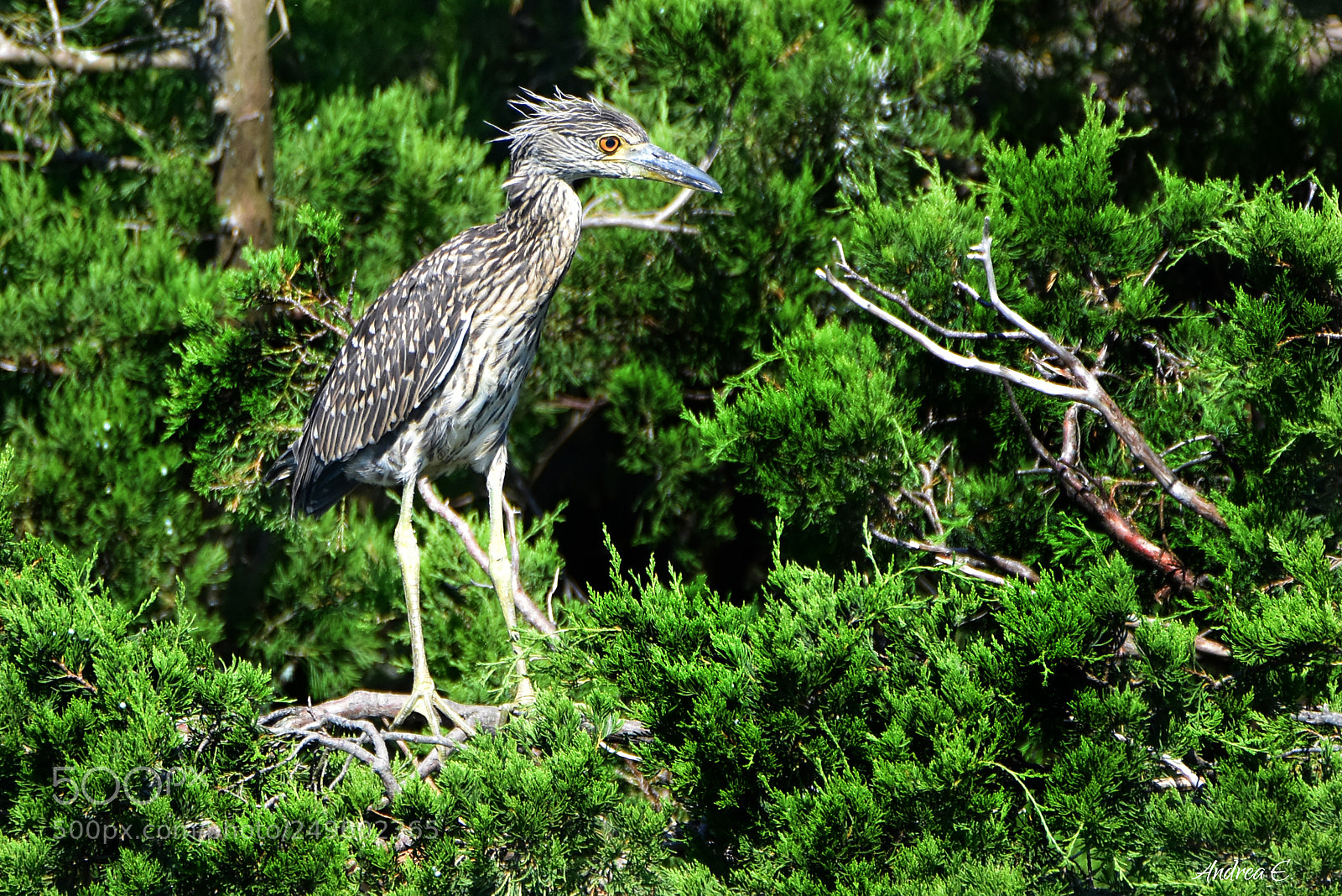 Nikon D7200 sample photo. Immature yellow crowned night photography