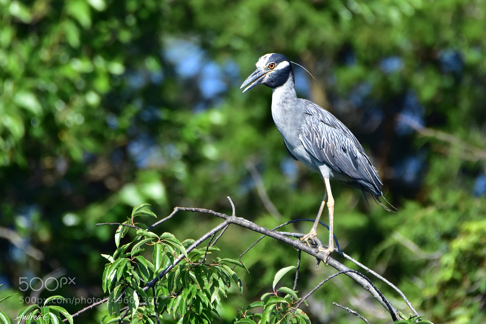 Nikon D7200 sample photo. Adult yellow crowned night photography