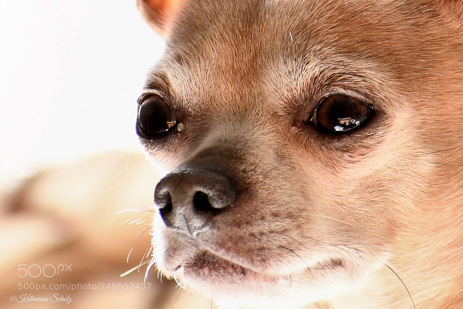 Nikon D7500 sample photo. Baby diego photography