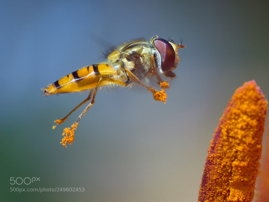 Canon EOS 50D sample photo. Pollenflieger photography