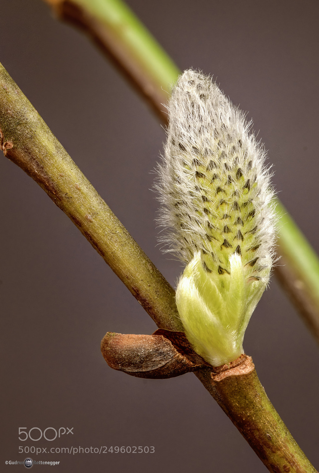 Nikon D5500 sample photo. Weidenkätzchen photography