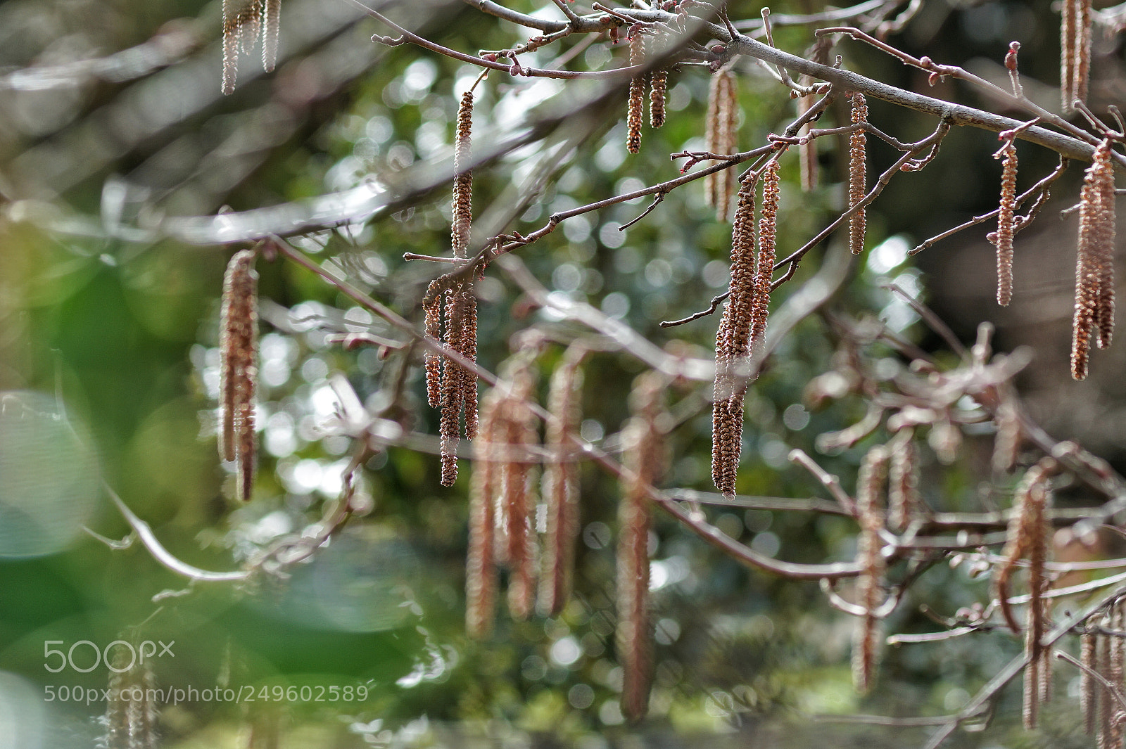 Sony SLT-A58 sample photo. Natur photography