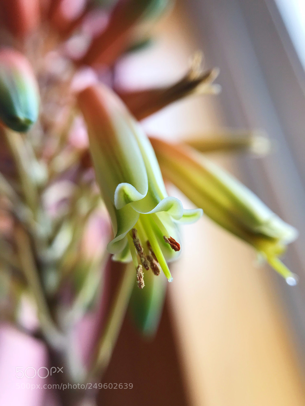 Apple iPhone 7 sample photo. Aloe flower photography