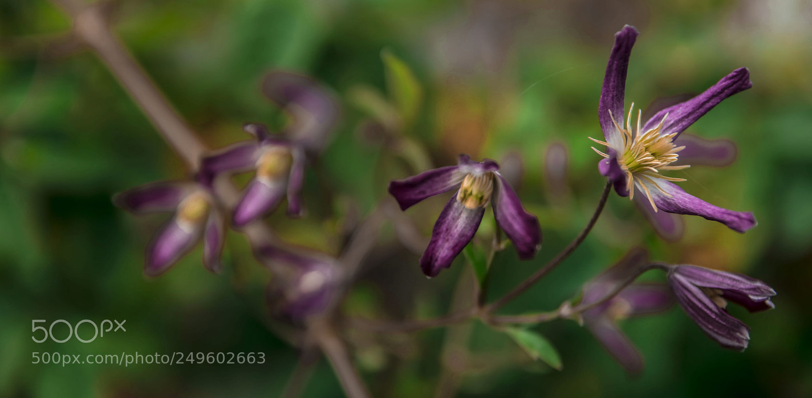Nikon D3300 sample photo. Purple in bloom... photography
