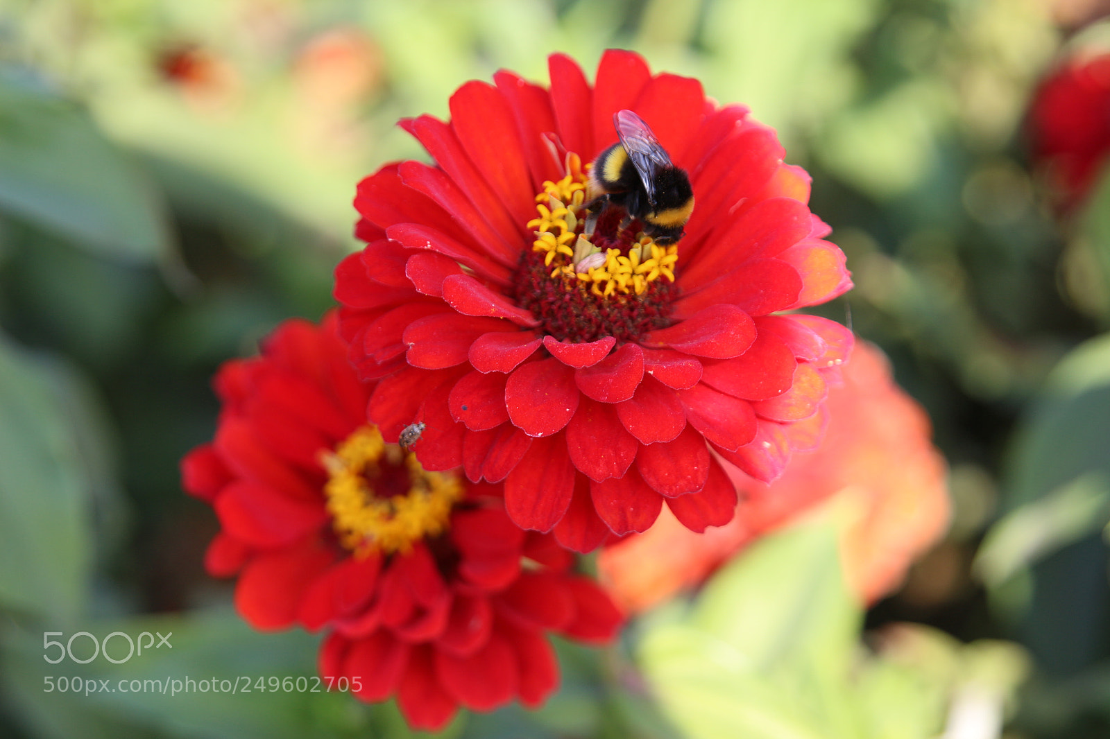 Canon EOS 650D (EOS Rebel T4i / EOS Kiss X6i) sample photo. Img photography