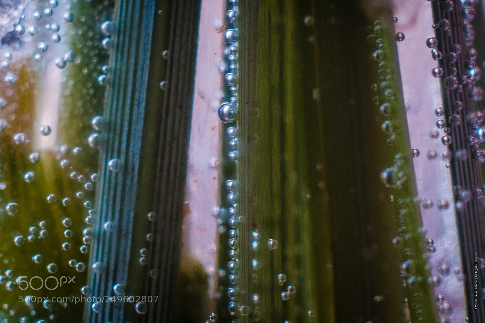 Fujifilm X-Pro2 sample photo. Bubbles photography