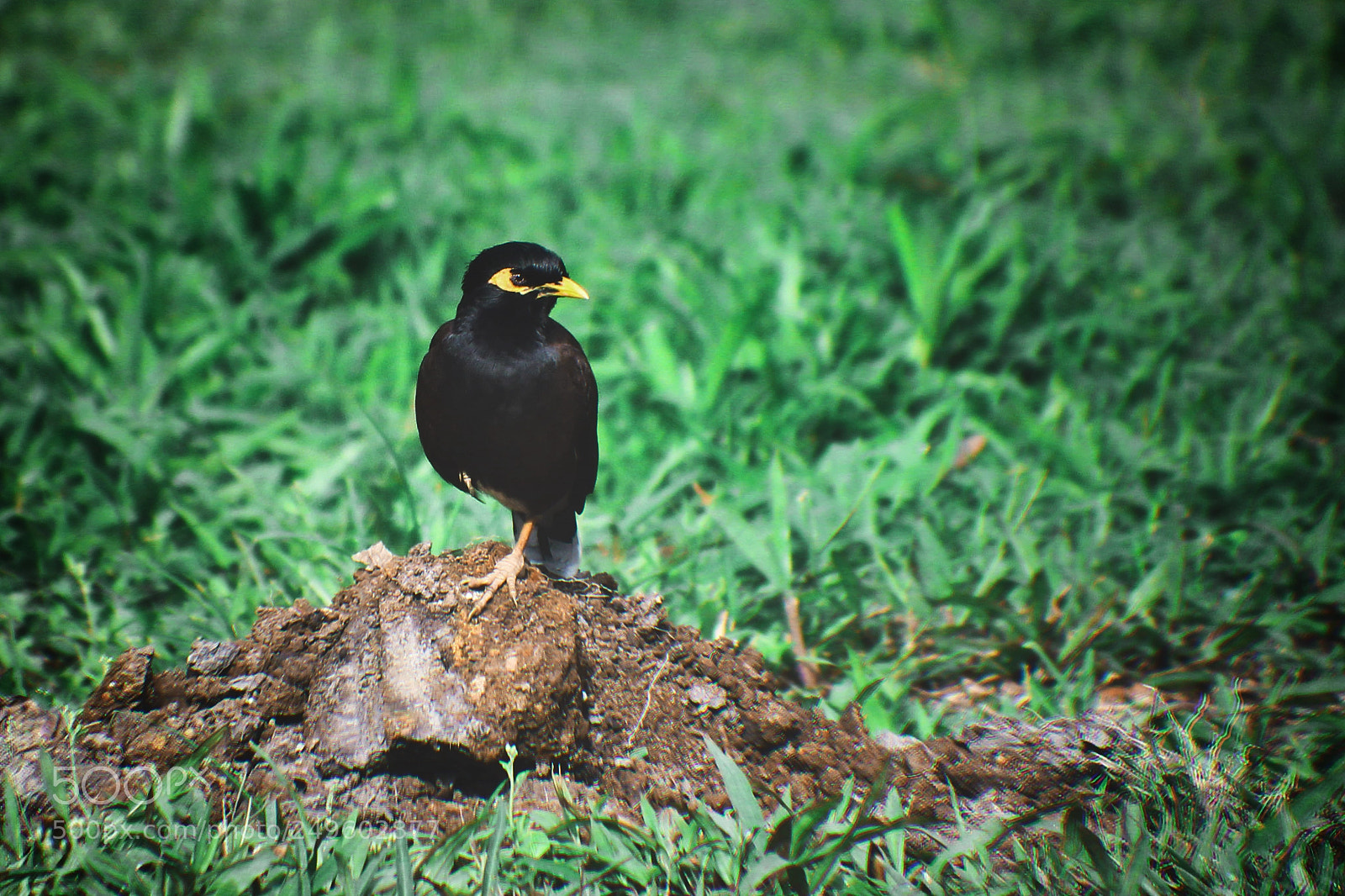 Canon EOS 550D (EOS Rebel T2i / EOS Kiss X4) sample photo. Look on me my photography