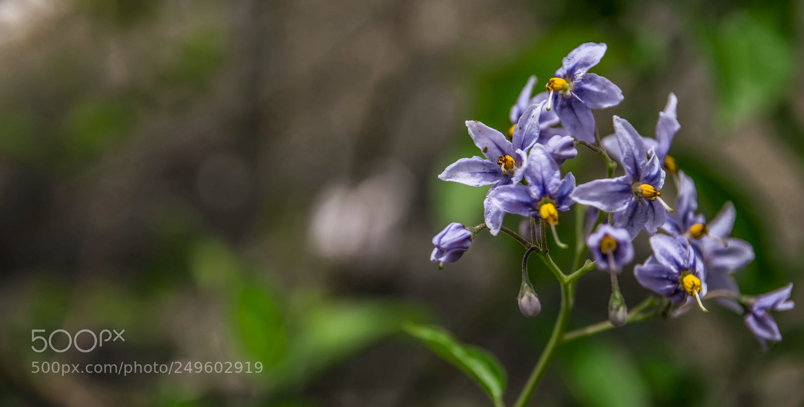 Nikon D3300 sample photo. A bouquet of blue photography