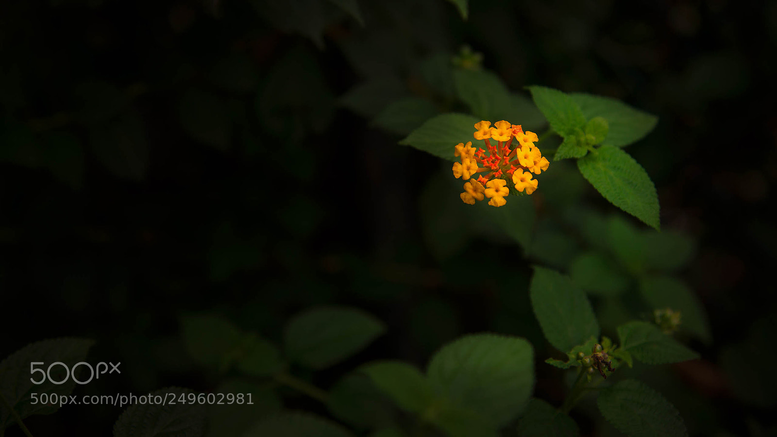 Nikon D610 sample photo. Flowers in spring photography