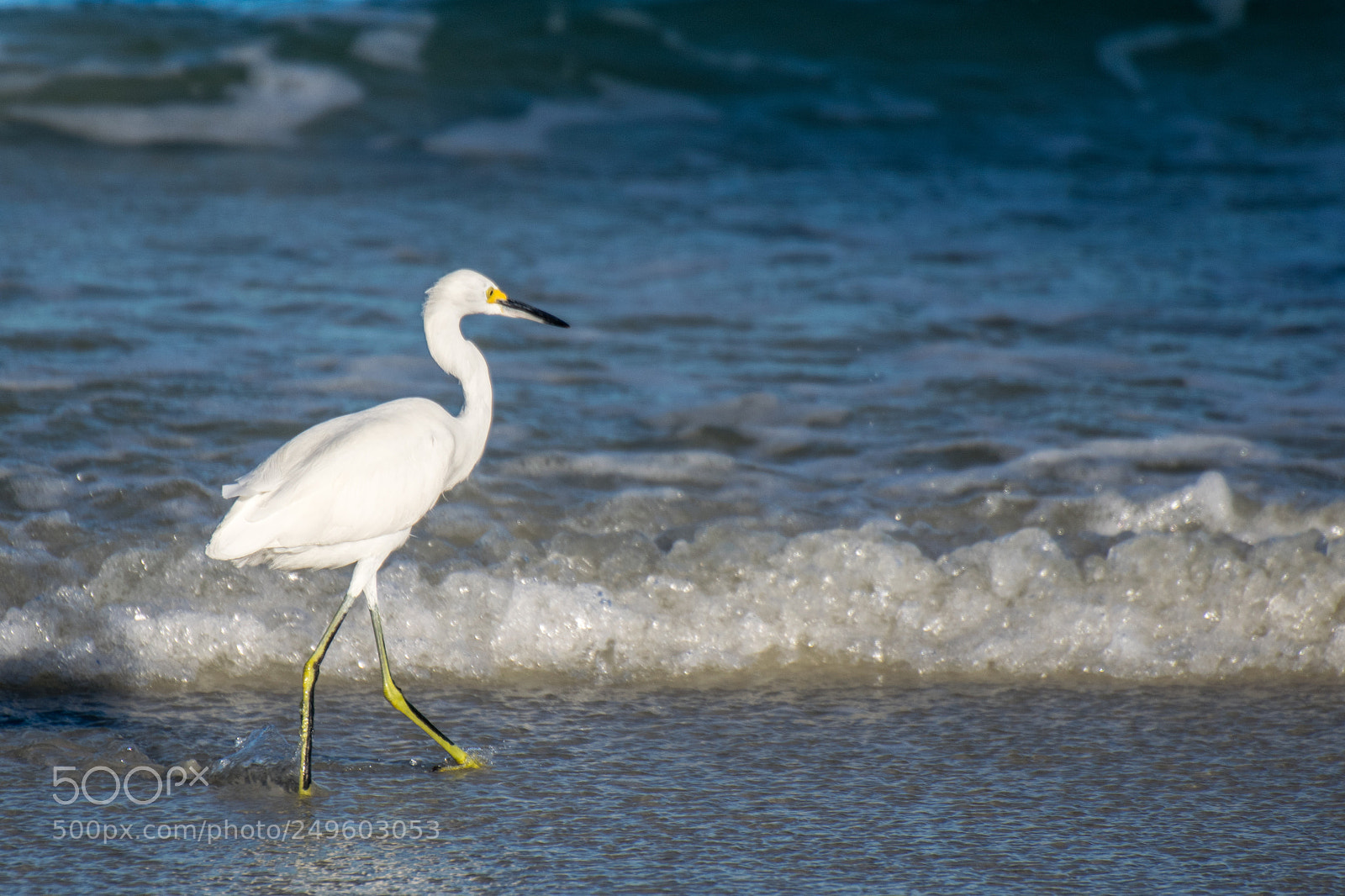 Nikon D5300 sample photo. White heron at daytona photography
