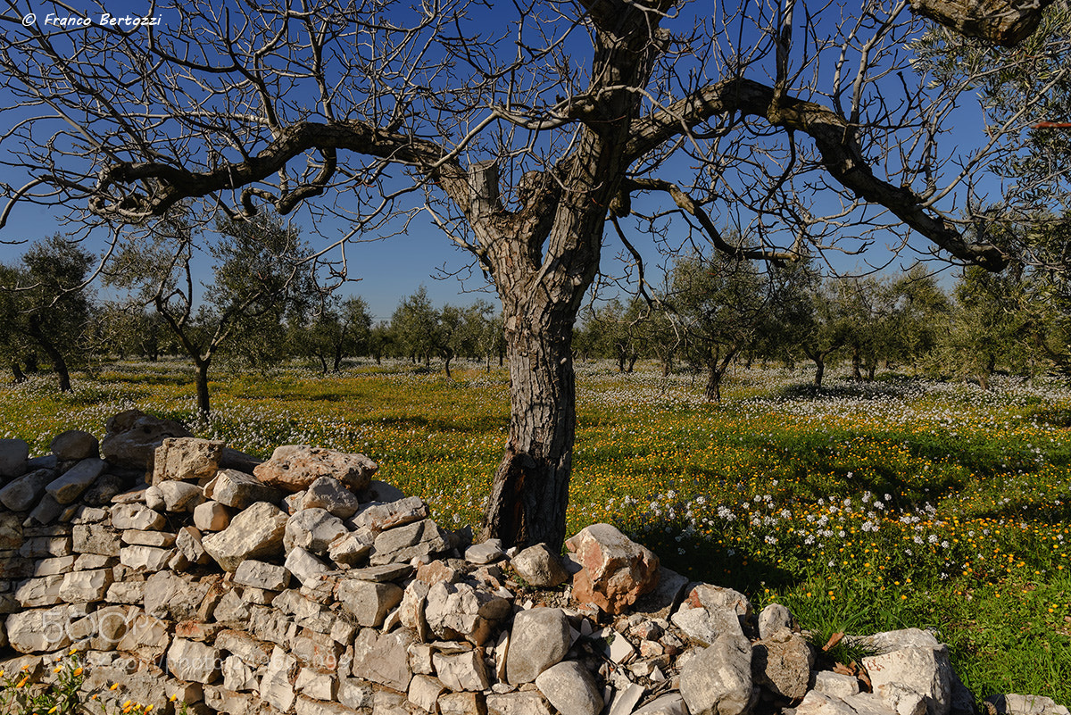 Nikon D610 sample photo. Flowers and olive trees photography