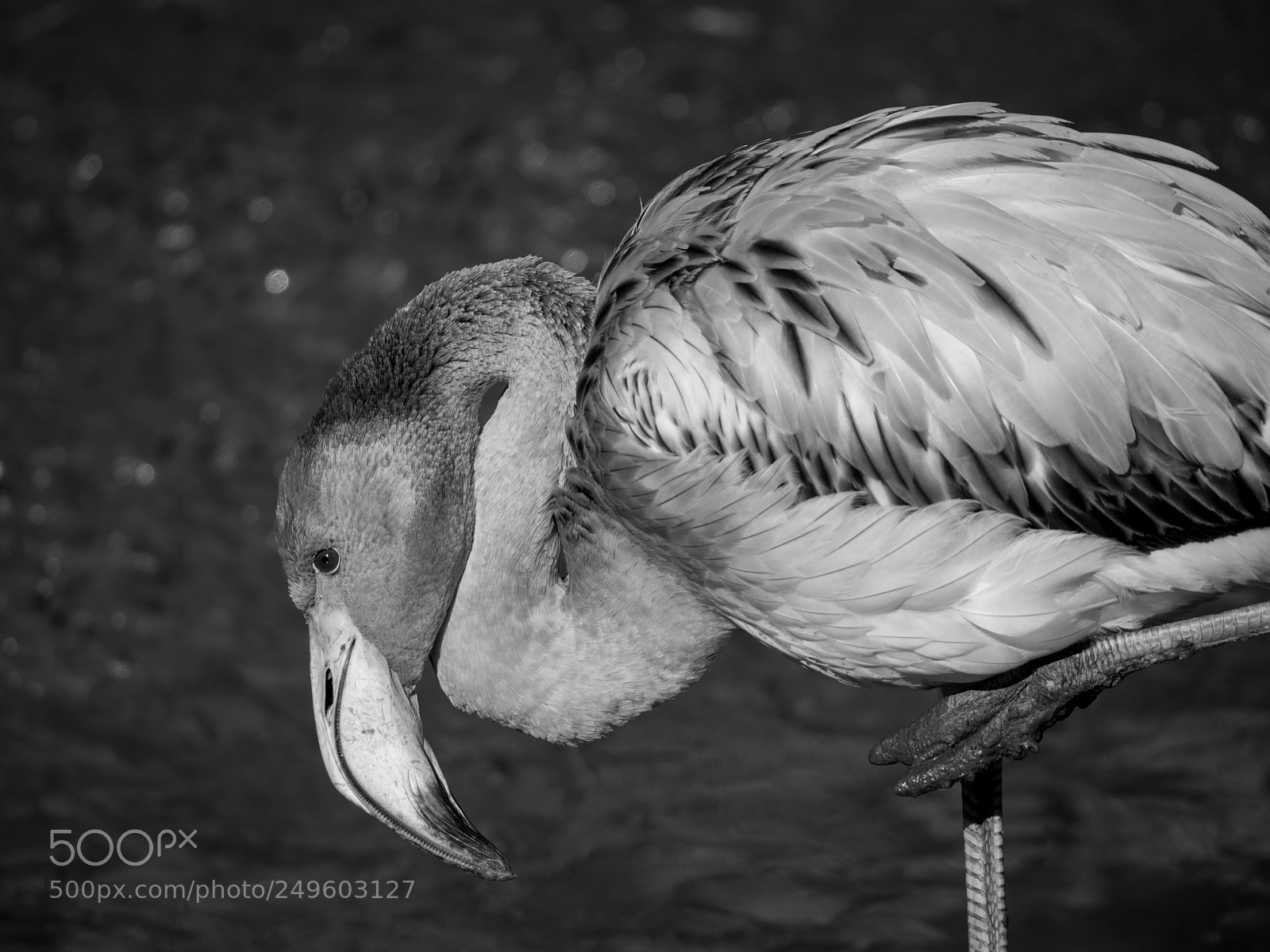 Olympus OM-D E-M5 II sample photo. Flamingo im tierpark hellabrunn photography