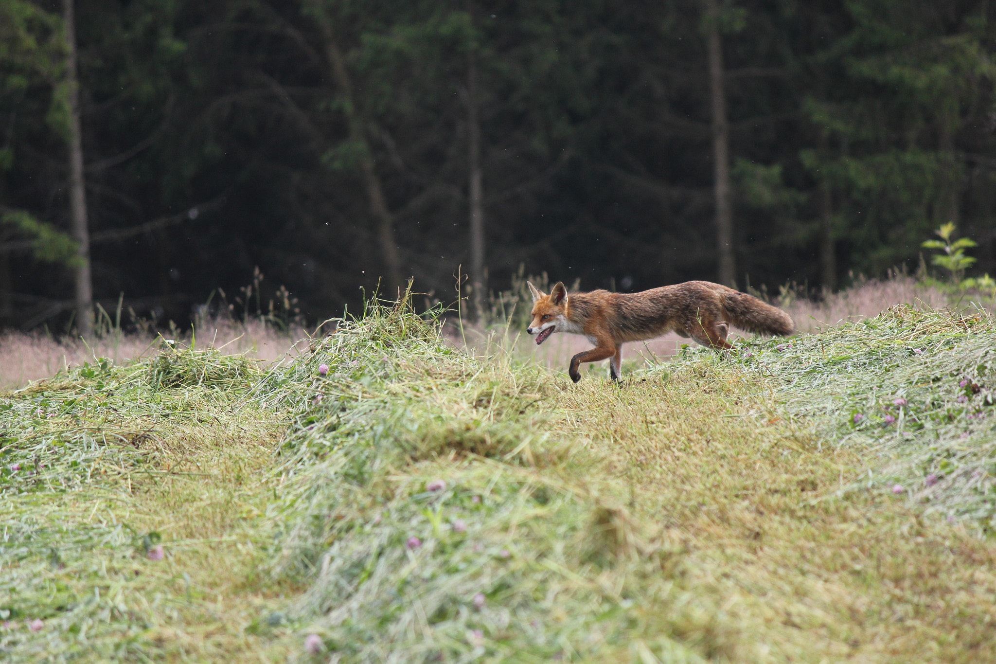 Canon EF-S 55-250mm F4-5.6 IS sample photo