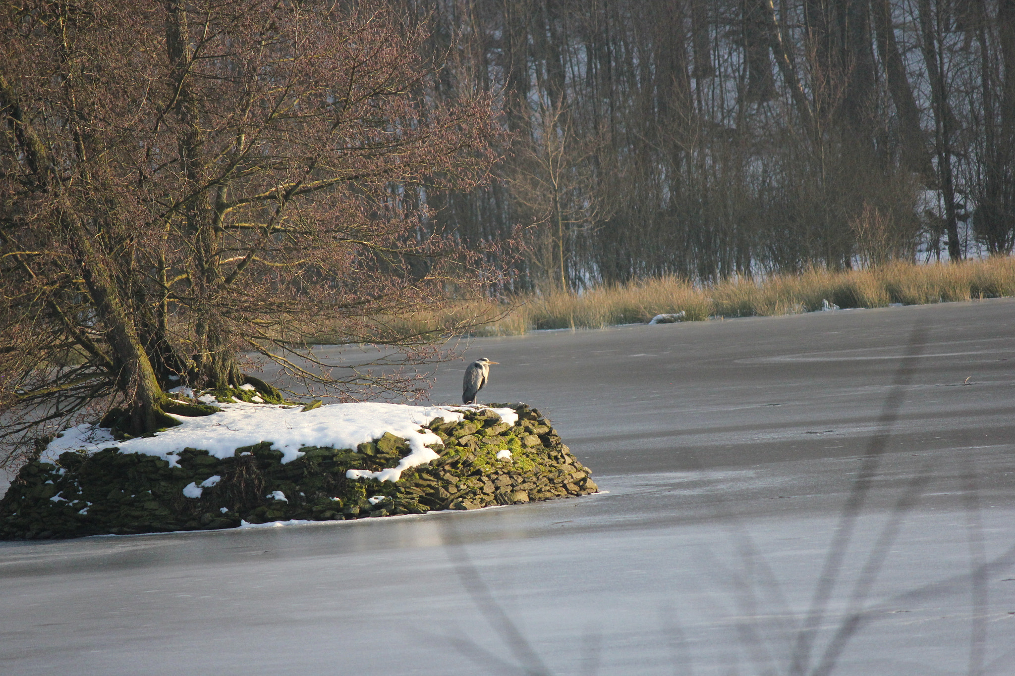 Canon EF-S 55-250mm F4-5.6 IS sample photo