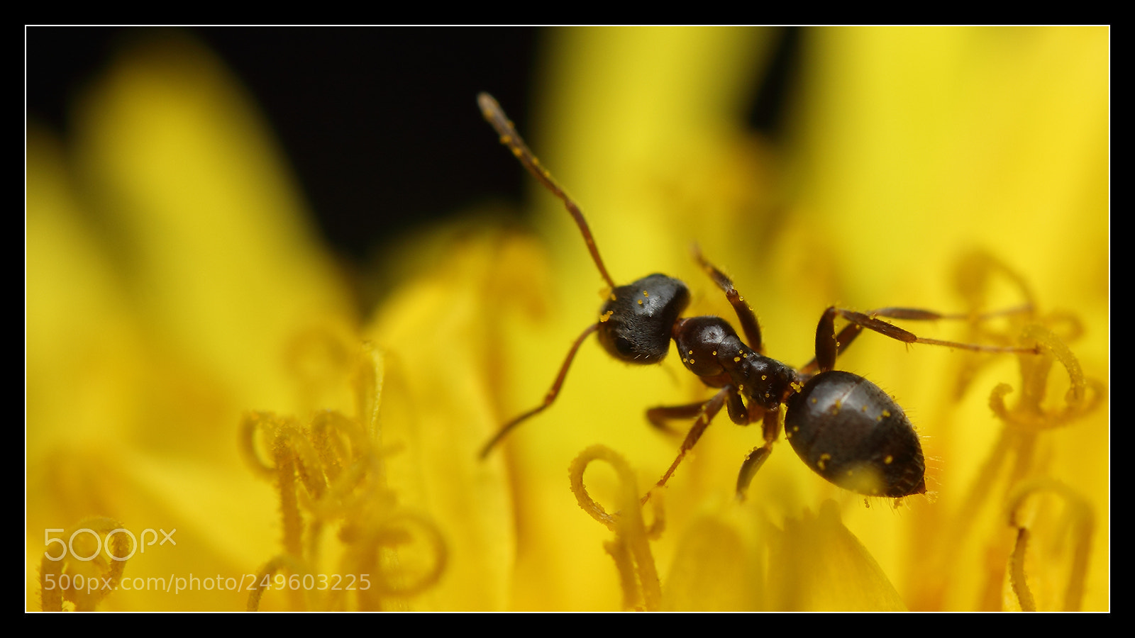Canon EOS 550D (EOS Rebel T2i / EOS Kiss X4) sample photo. Ant on common dandelion photography