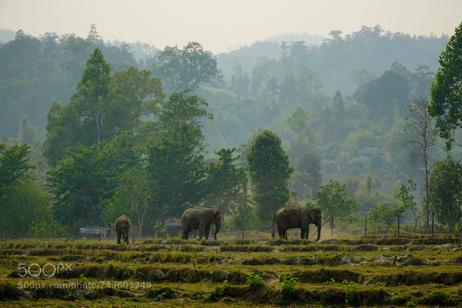 Sony a6000 sample photo. Elephants photography