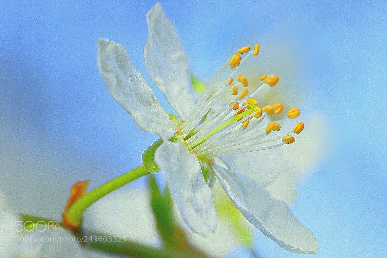 Nikon D5600 sample photo. First blossoms photography