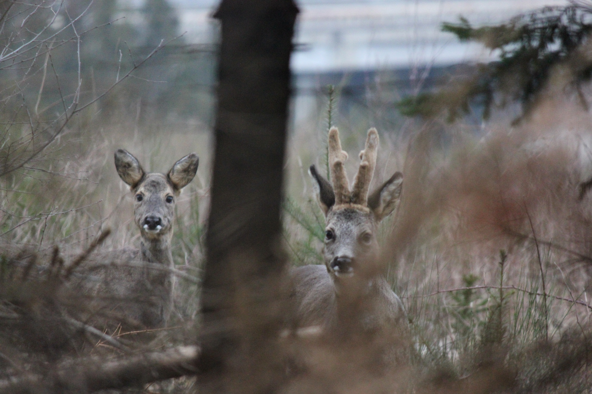 Canon EF-S 55-250mm F4-5.6 IS sample photo