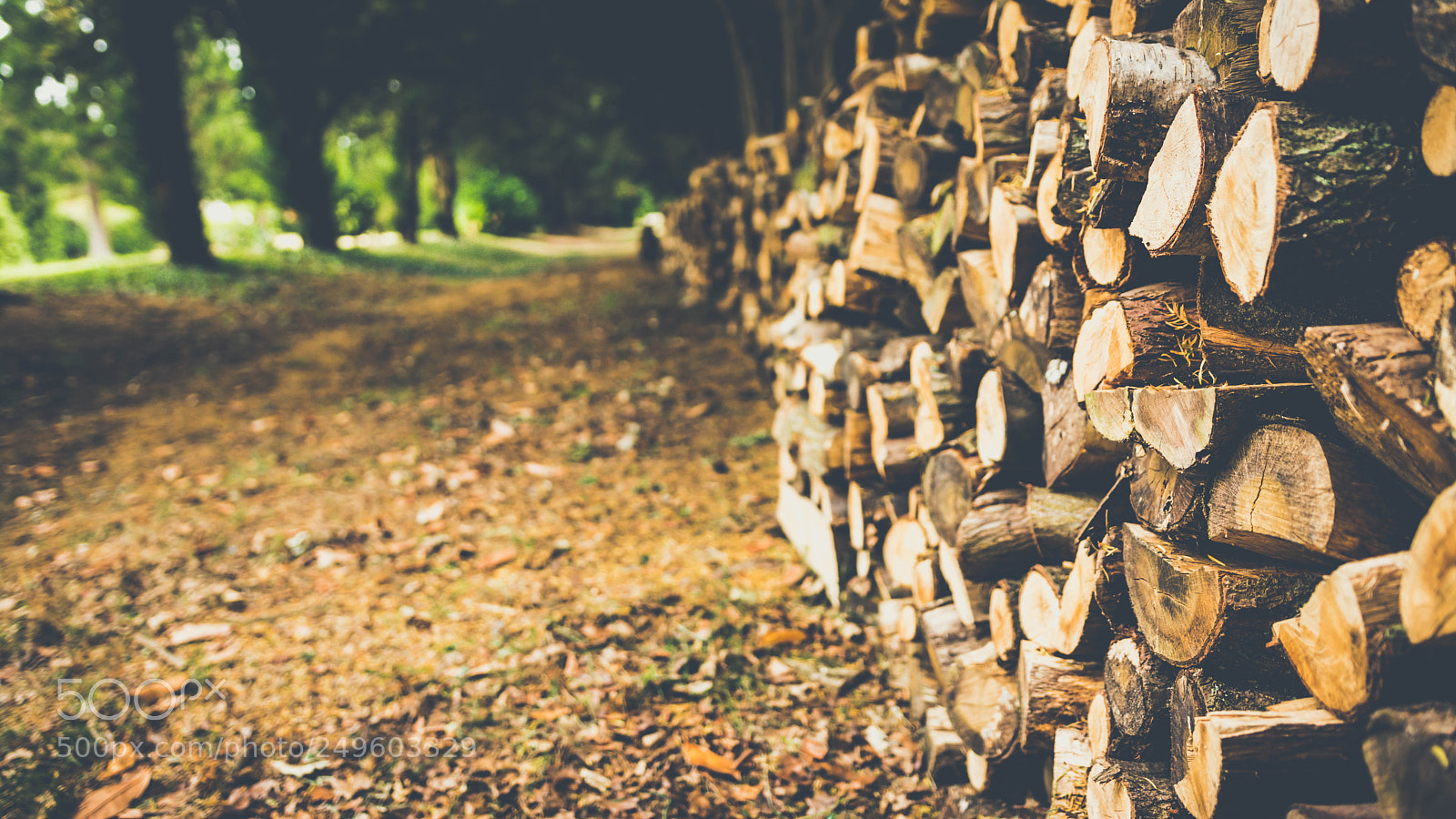 Nikon D7100 sample photo. Wood photography
