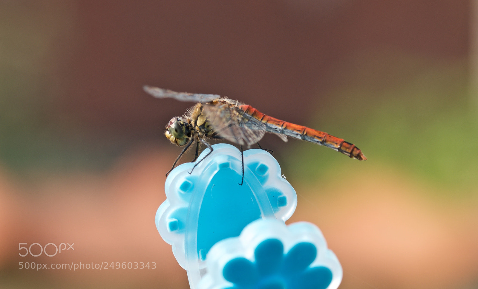 Nikon D7000 sample photo. In the garden photography