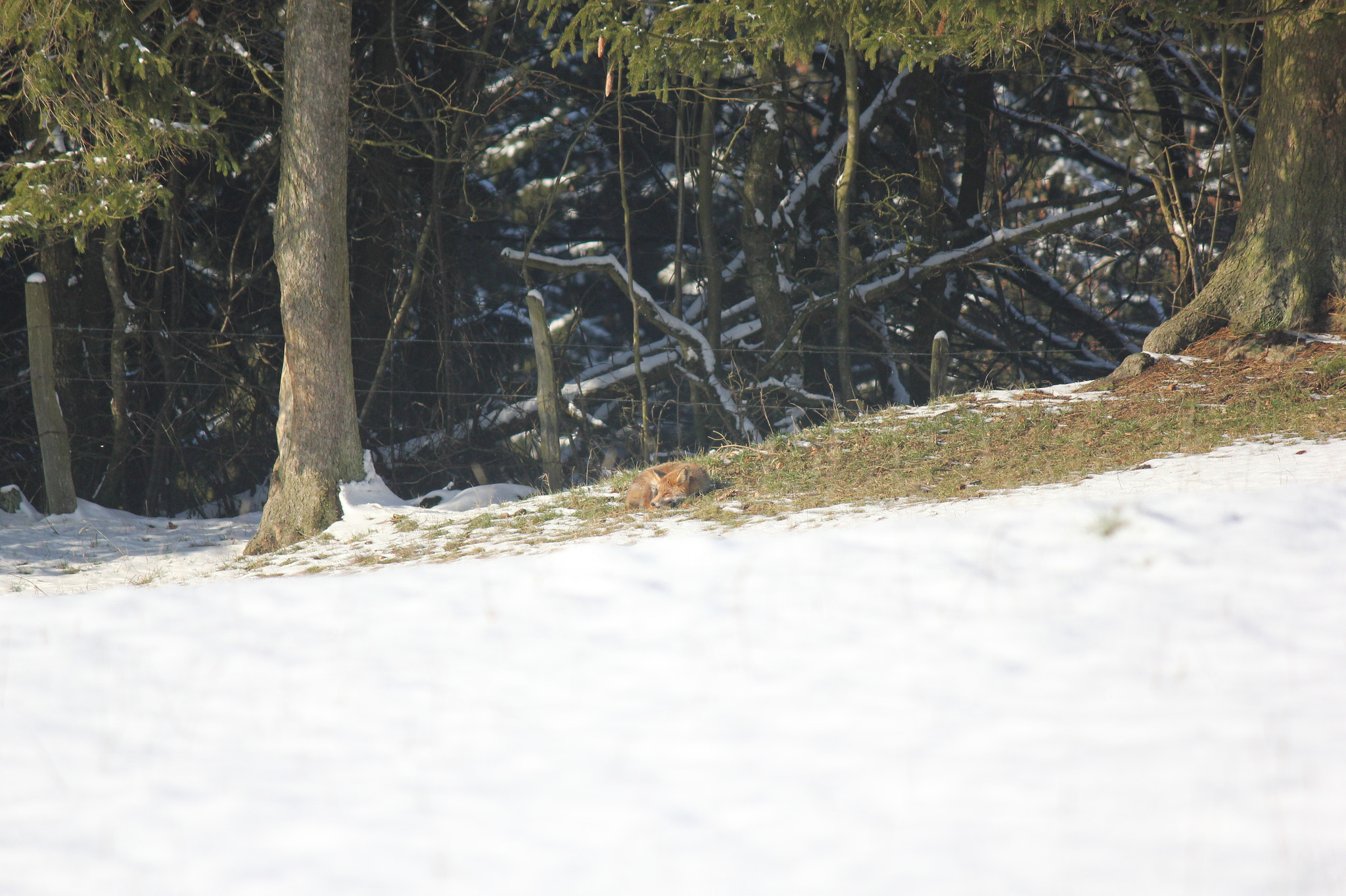 Canon EF-S 55-250mm F4-5.6 IS sample photo