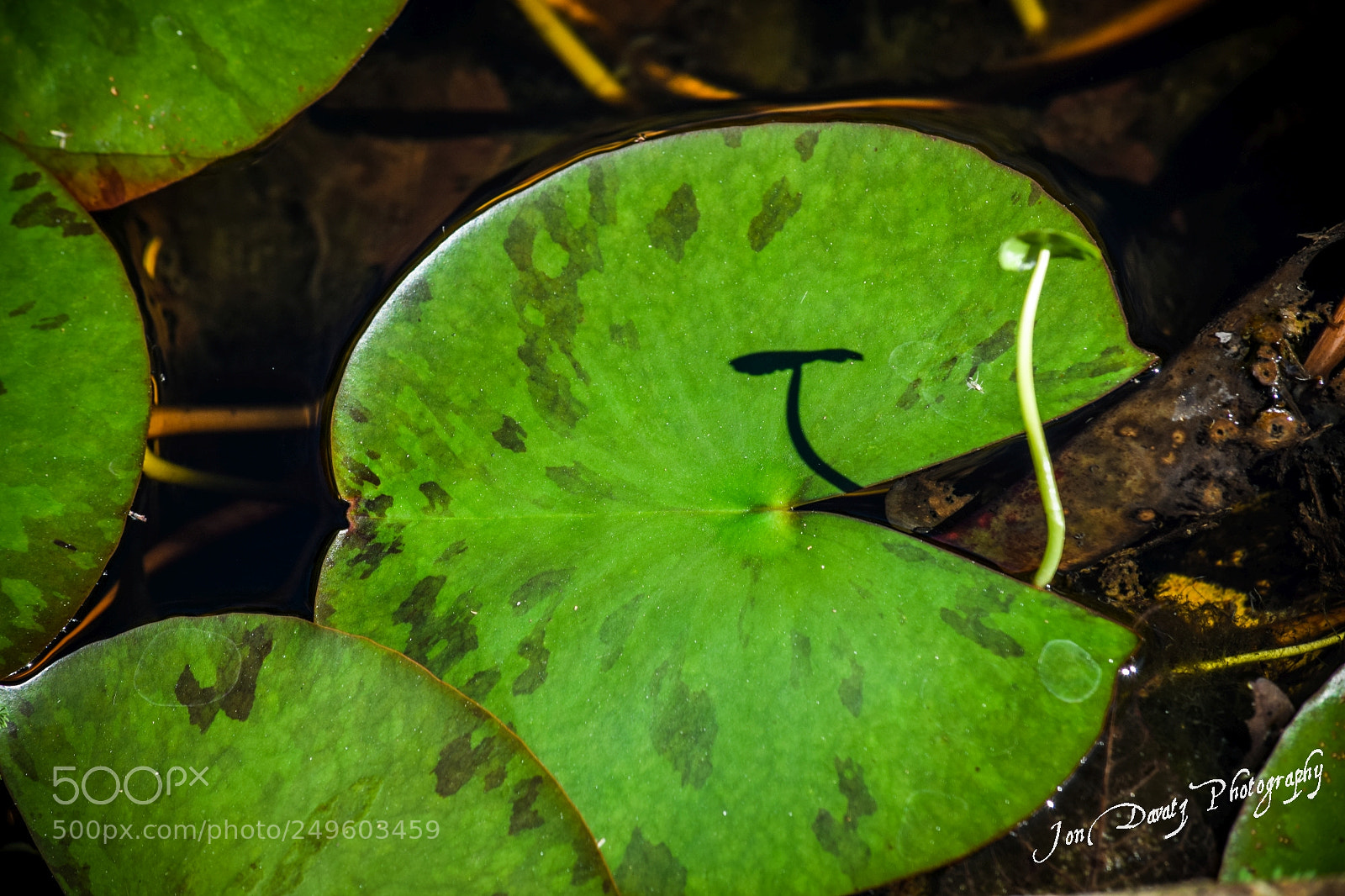 Nikon D5300 sample photo. Happy st patrick's day photography