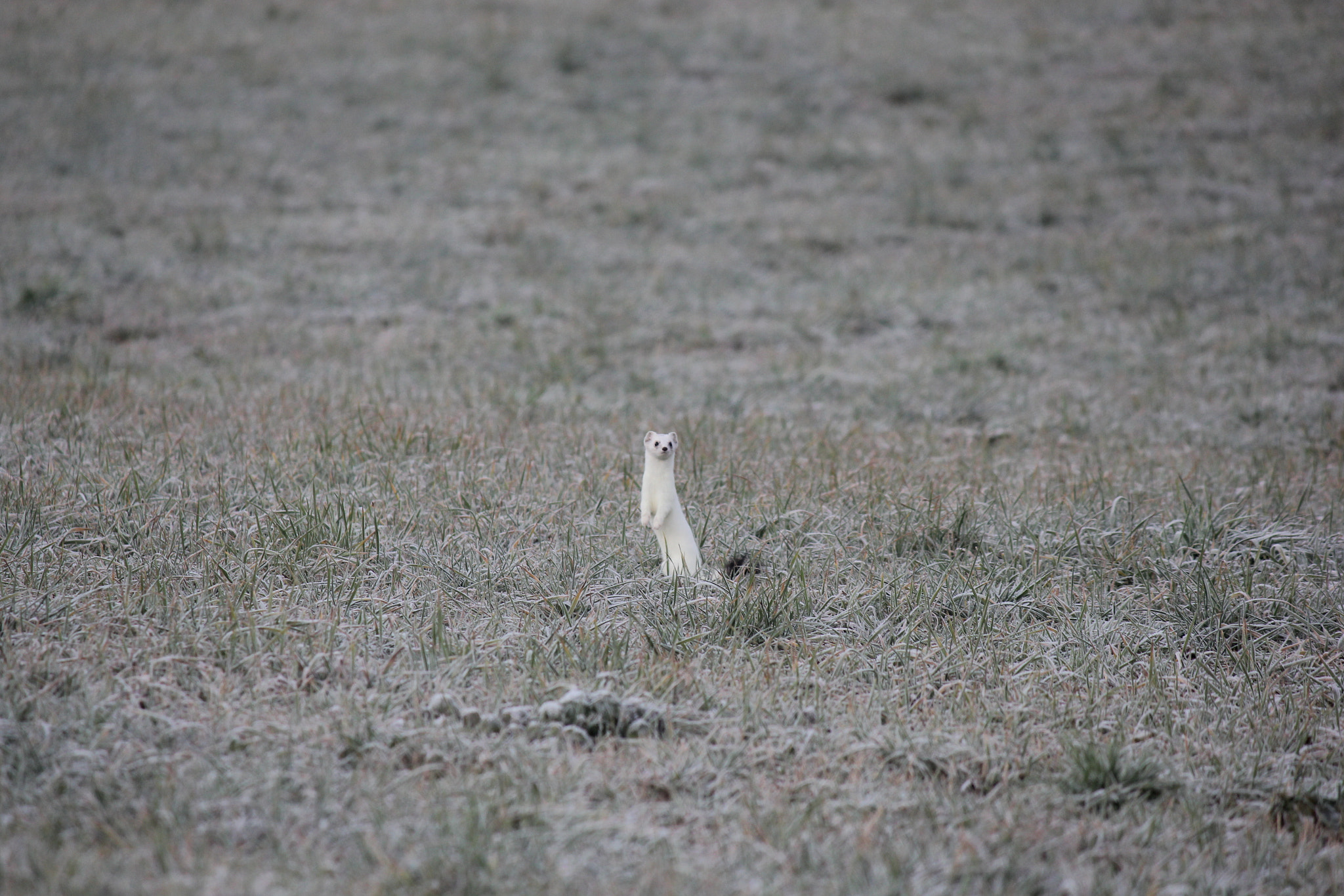 Canon EF-S 55-250mm F4-5.6 IS sample photo