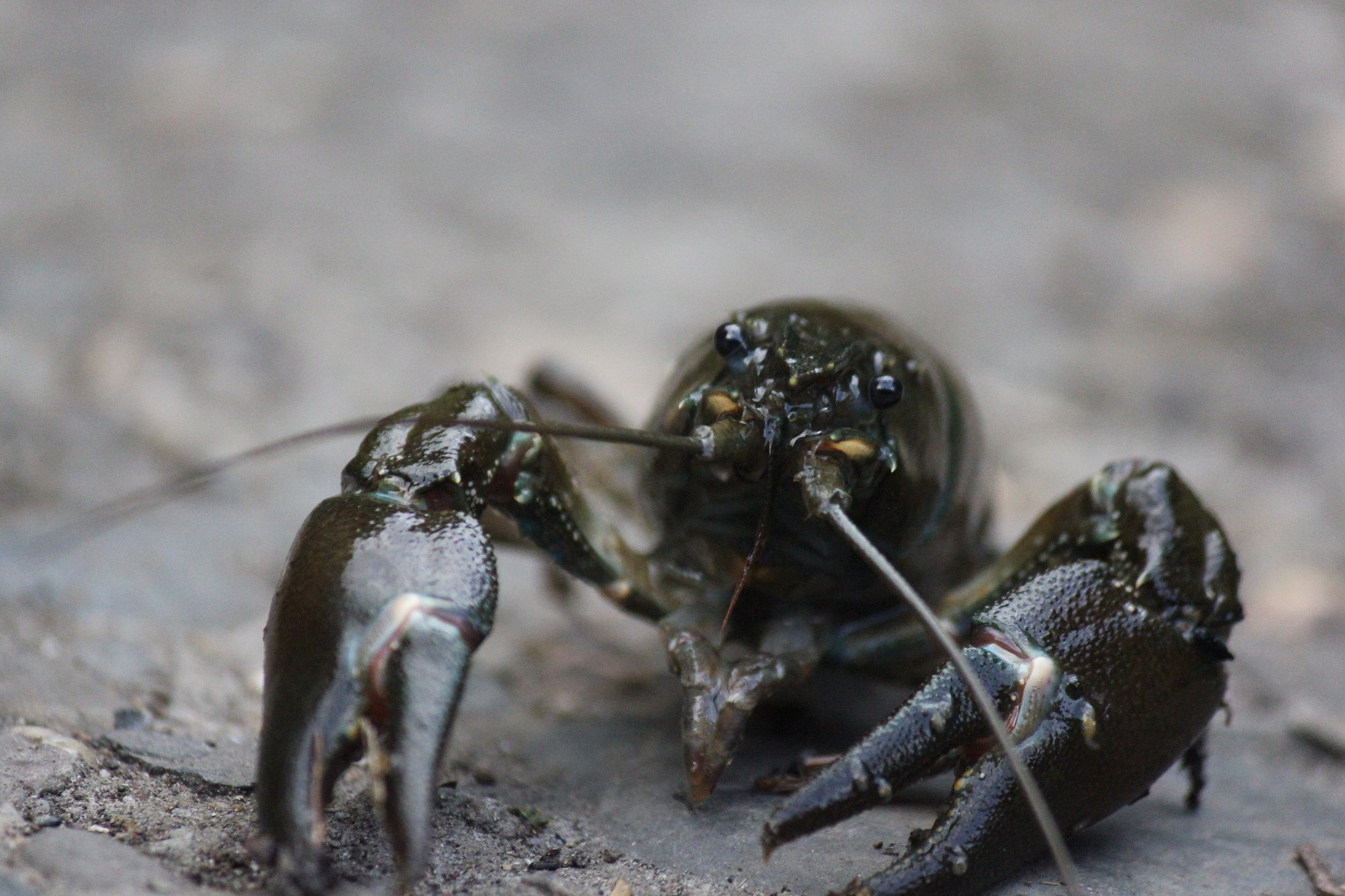 Canon EF-S 55-250mm F4-5.6 IS sample photo