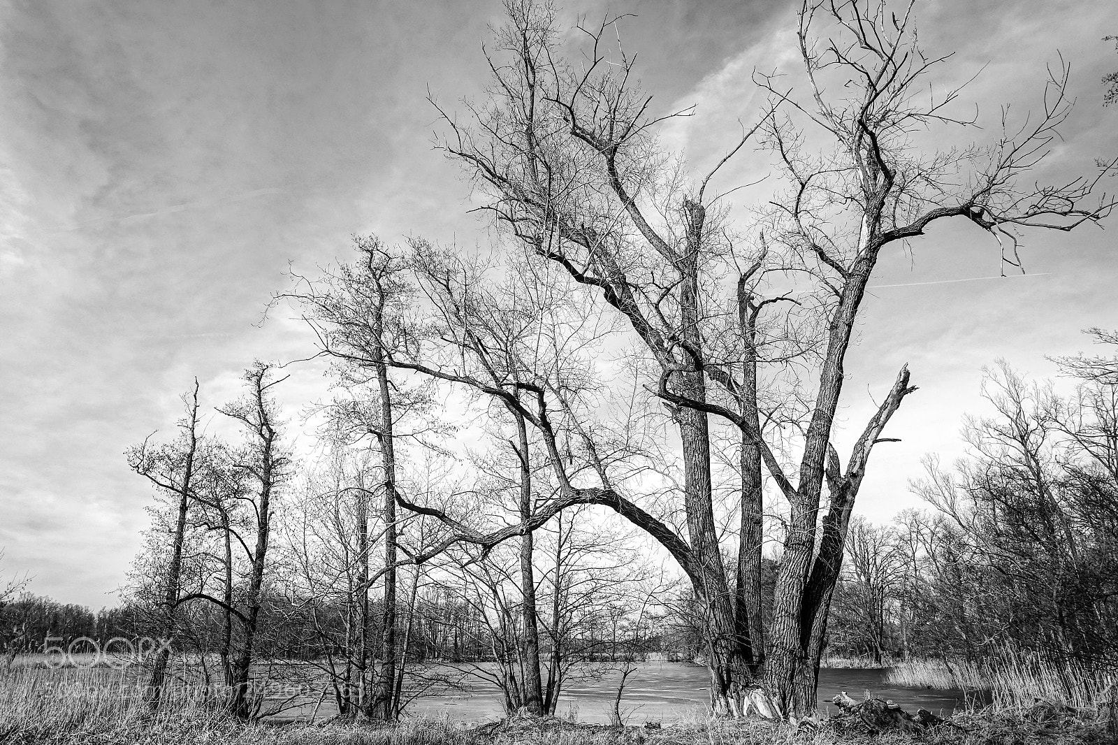 Sony Cyber-shot DSC-RX100 III sample photo. Trees in winter photography
