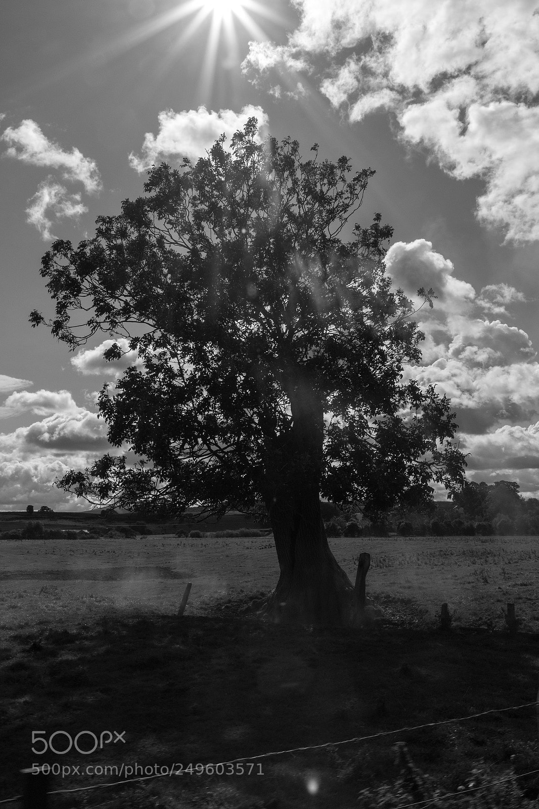 Canon EOS 70D sample photo. Heatherslaw railway - tree photography