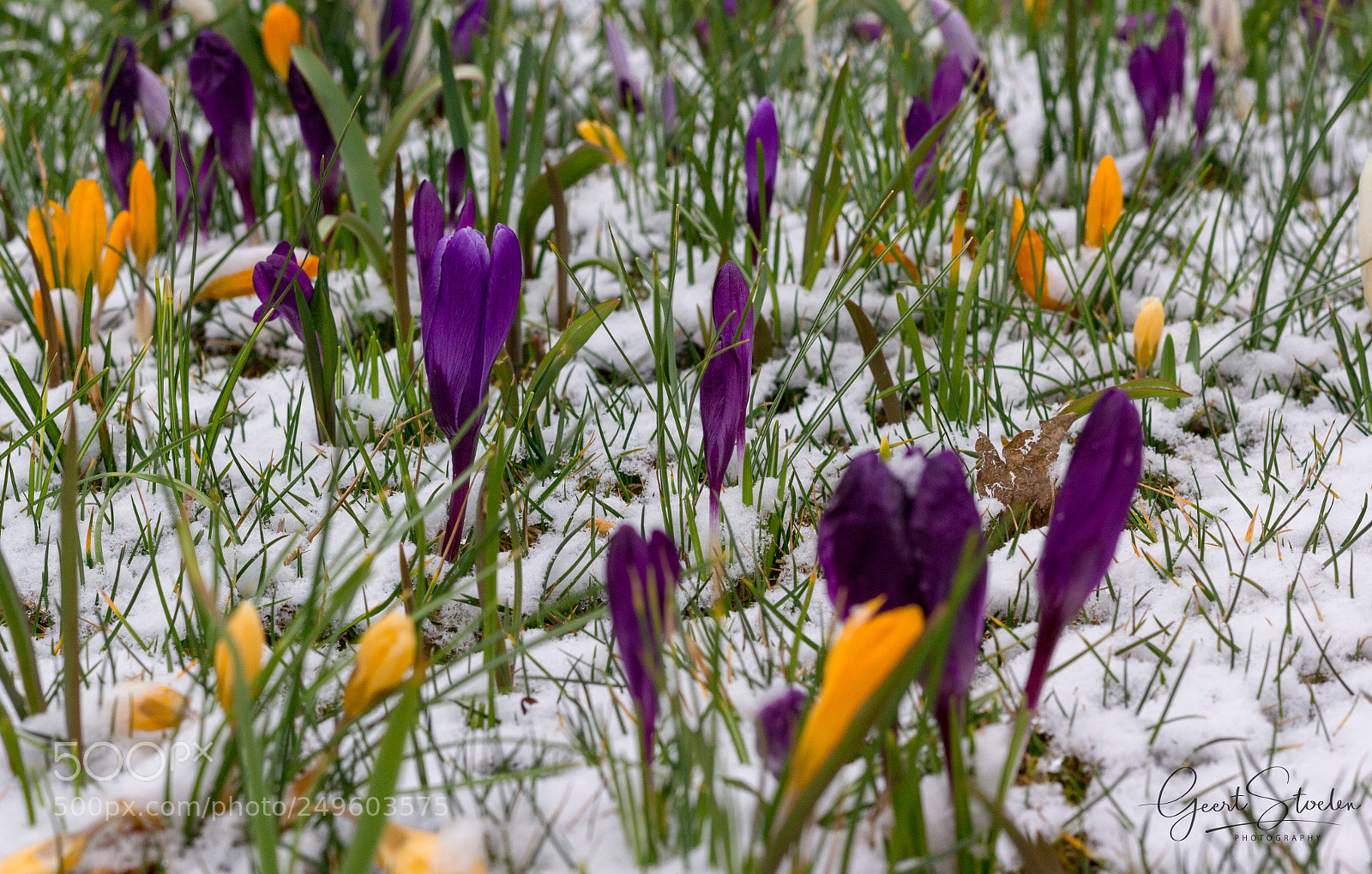 Canon EOS 60D sample photo. Winter time photography
