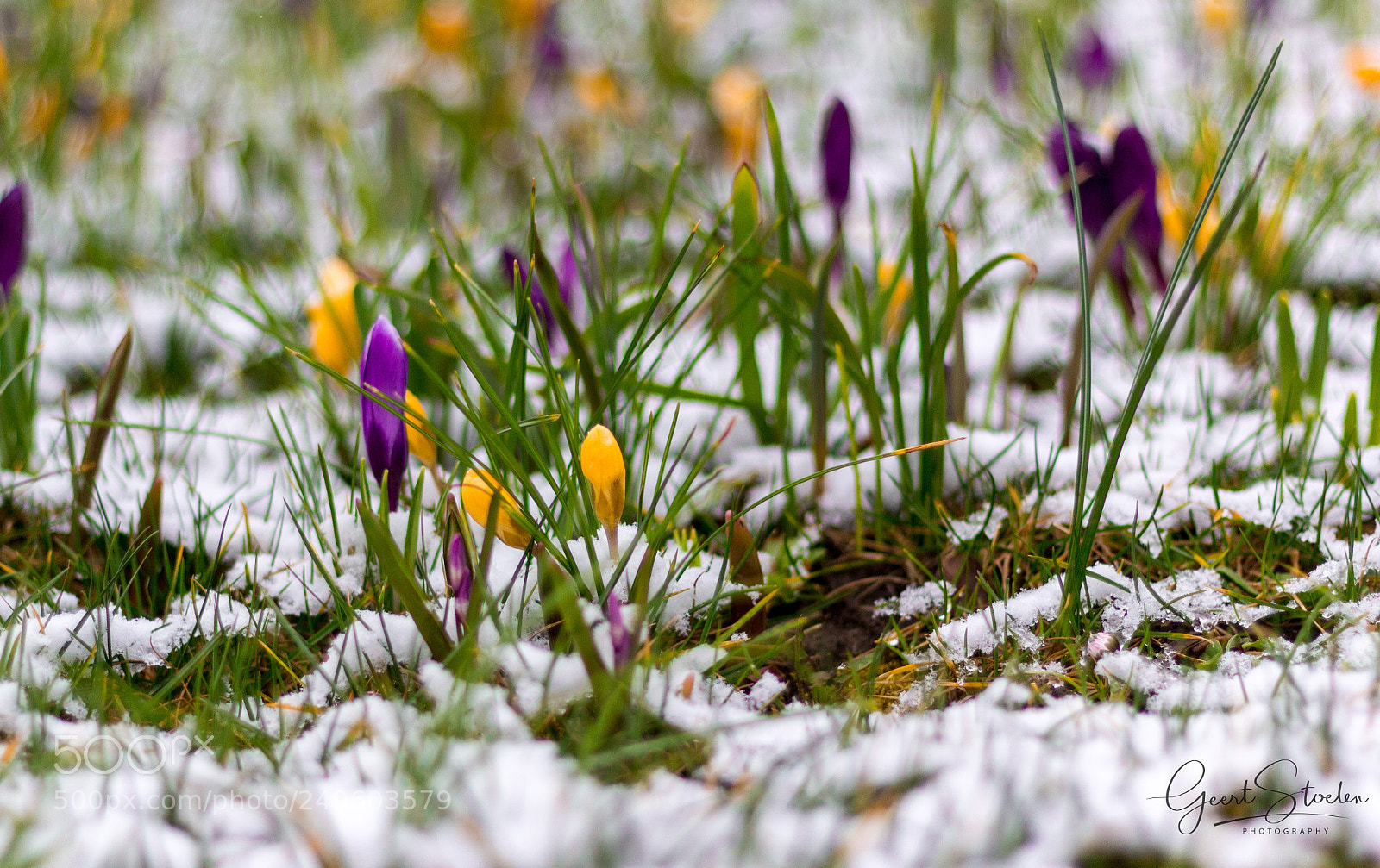 Canon EOS 60D sample photo. Winter time photography