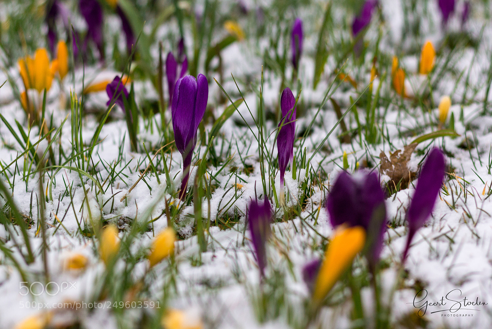 Canon EOS 60D sample photo. Winter time photography