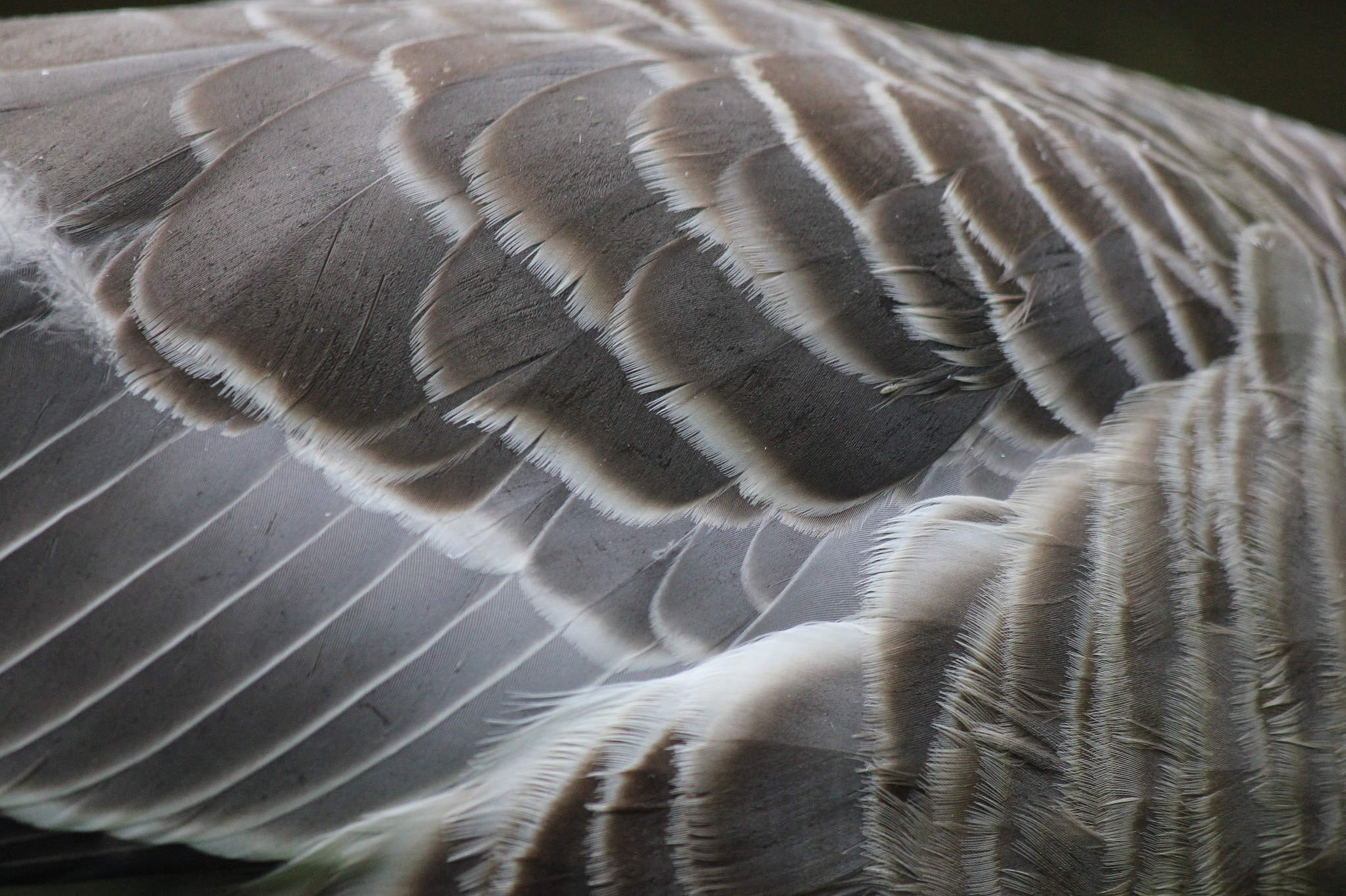 Canon EF-S 55-250mm F4-5.6 IS sample photo