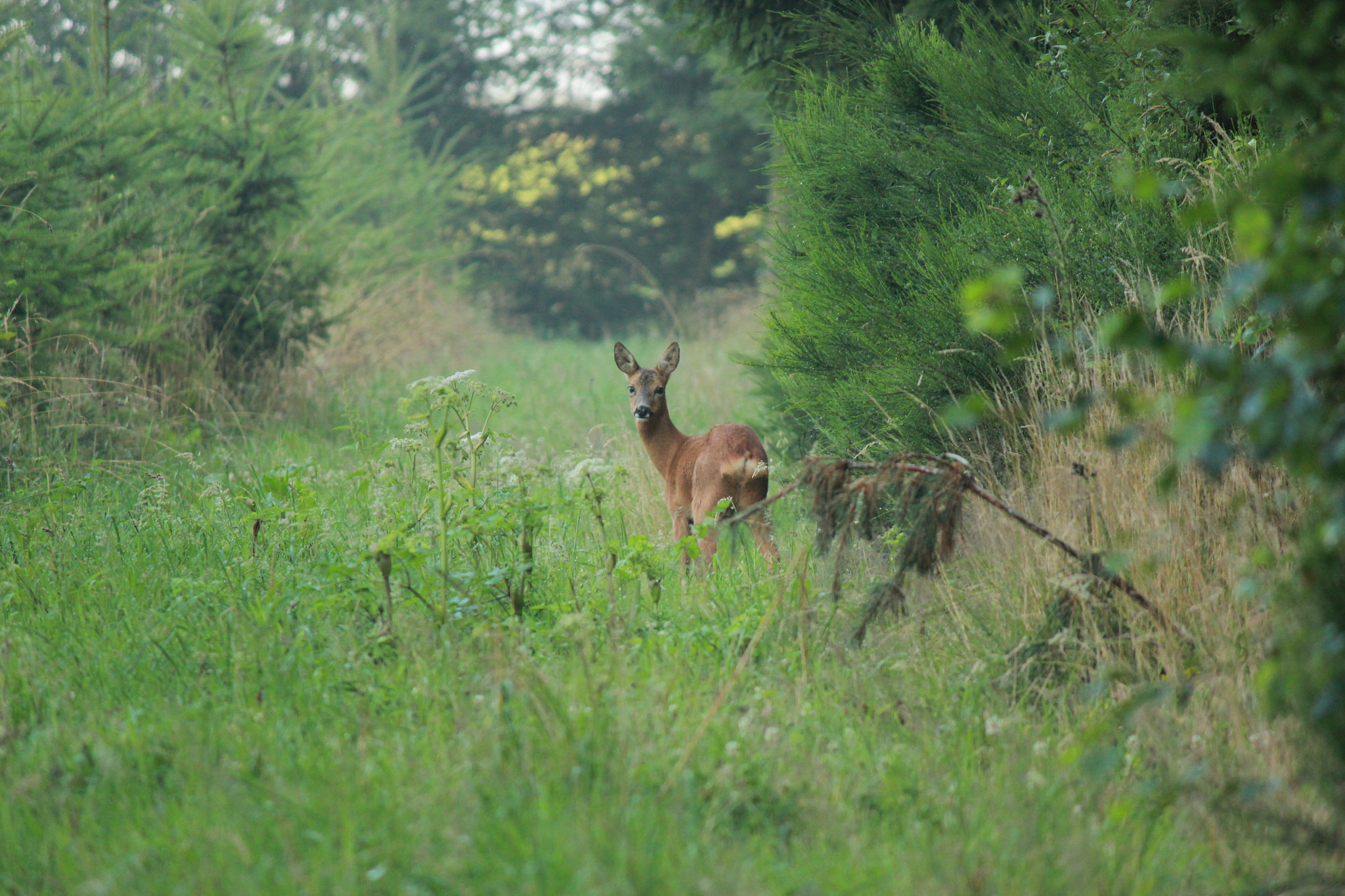 Canon EF-S 55-250mm F4-5.6 IS sample photo