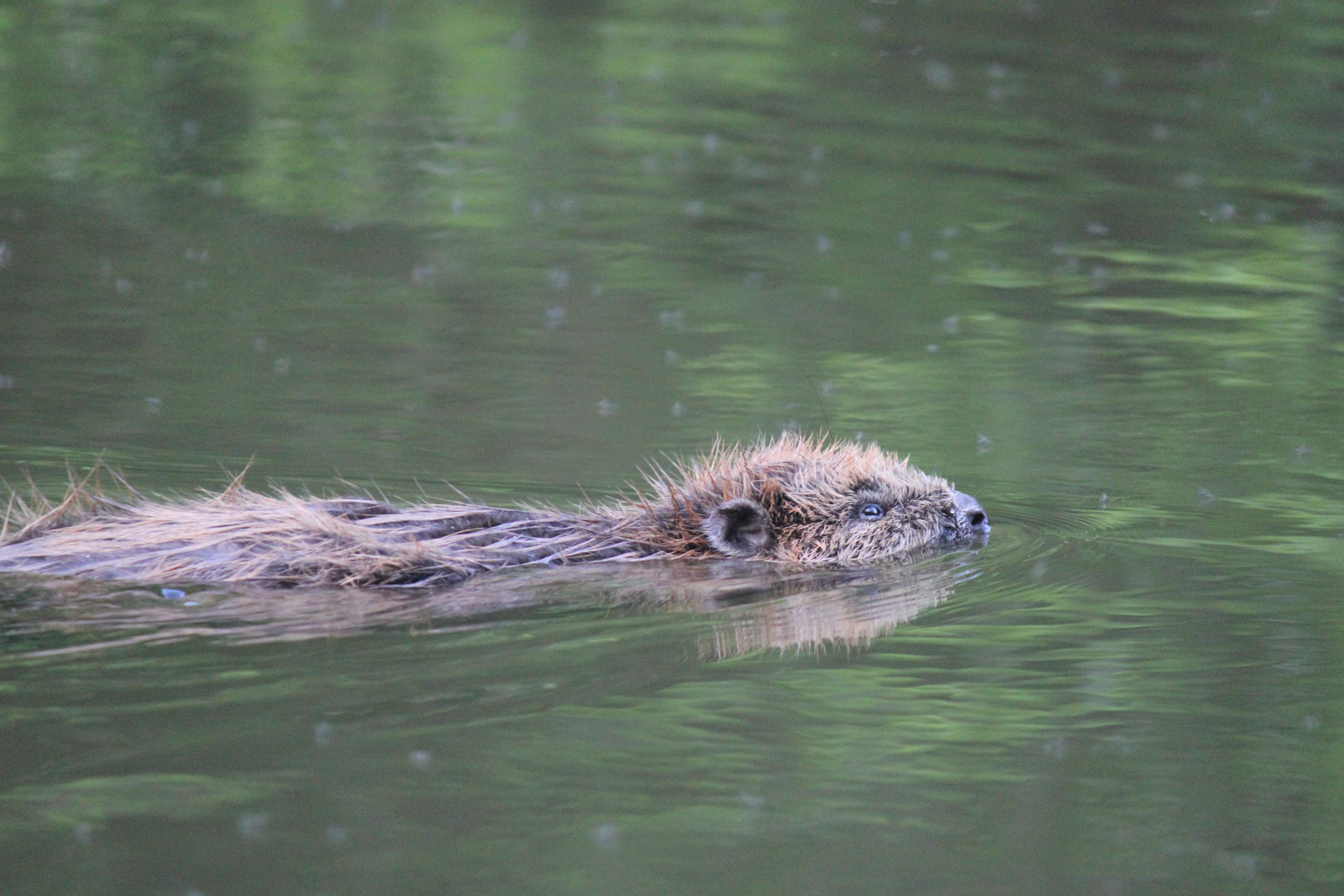 Canon EF-S 55-250mm F4-5.6 IS sample photo