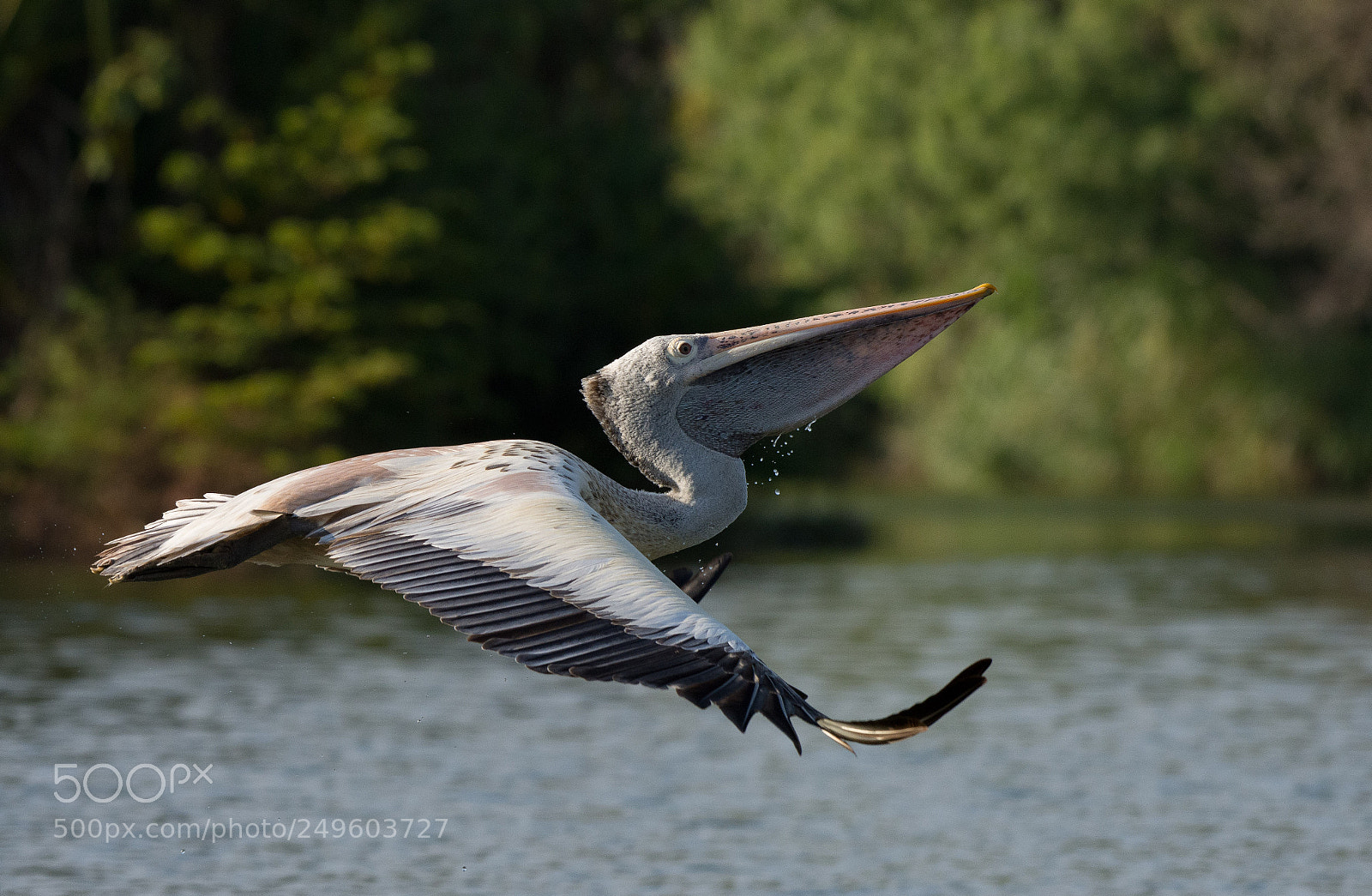 Nikon D7200 sample photo. Lift off !! photography
