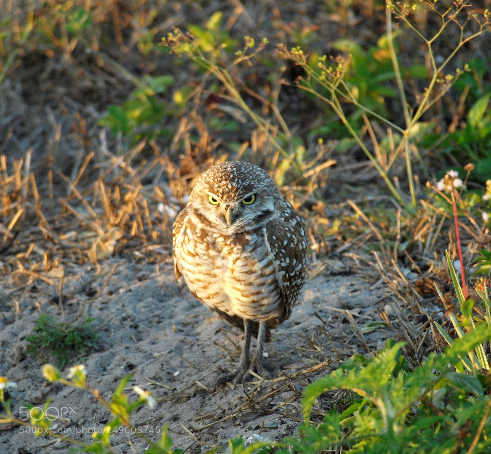 Olympus E-420 (EVOLT E-420) sample photo. Burrowing owl photography