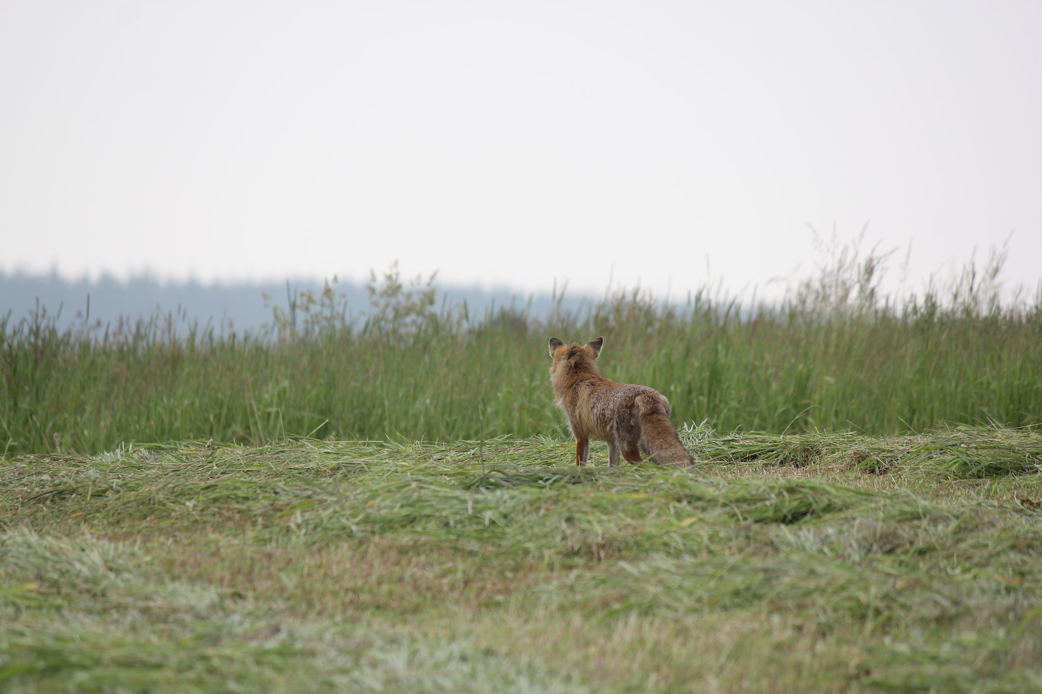 Canon EF-S 55-250mm F4-5.6 IS sample photo