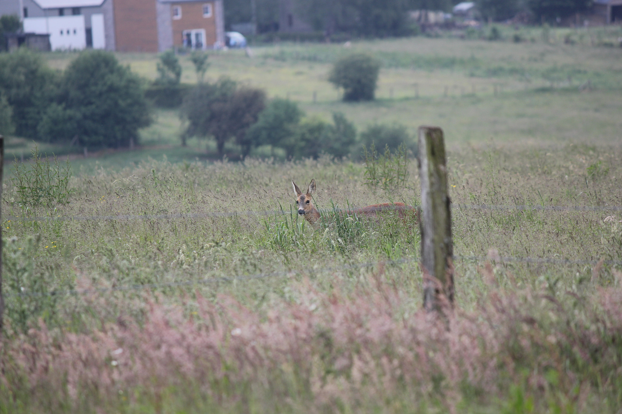 Canon EF-S 55-250mm F4-5.6 IS sample photo