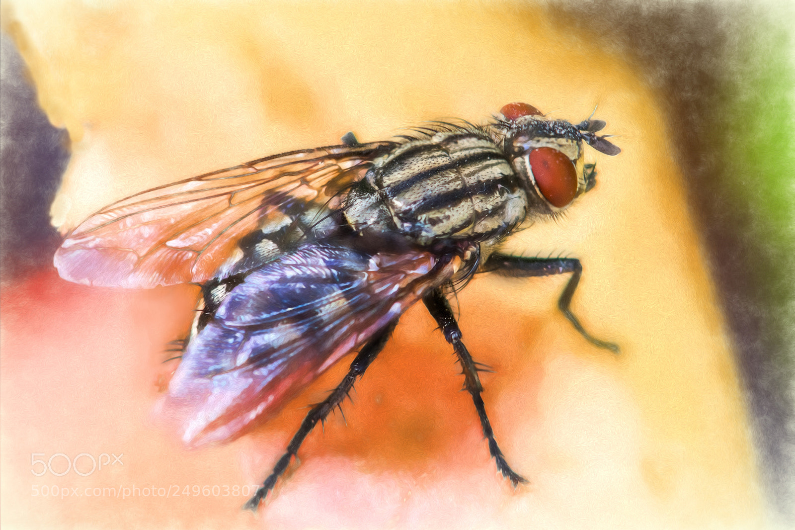 Nikon D7100 sample photo. House fly photography