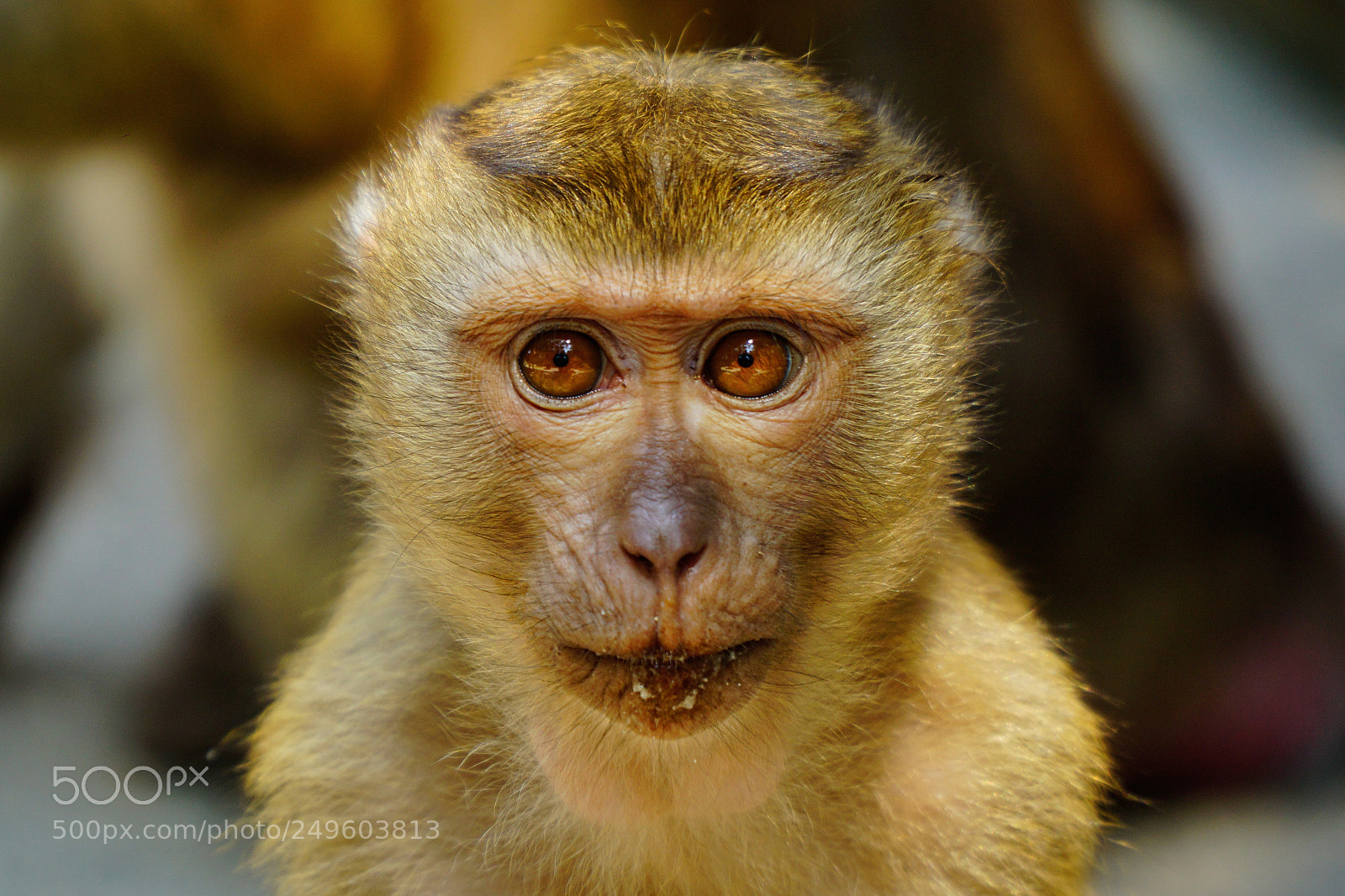 Sony a6000 sample photo. Macaque photography