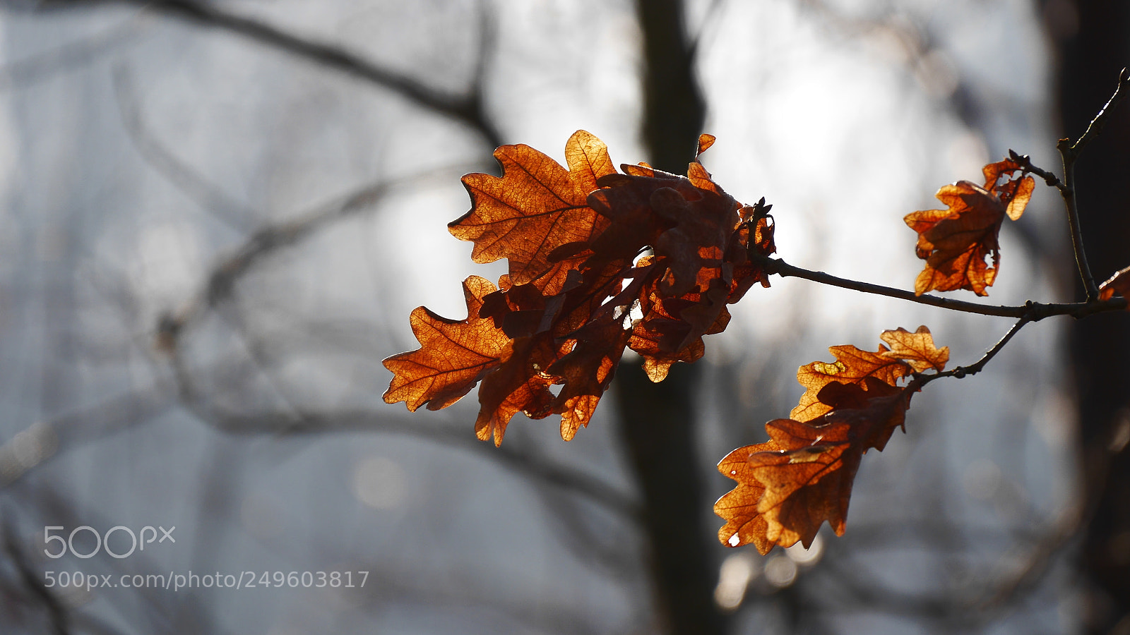 Panasonic Lumix DMC-GH3 sample photo. Blowing in the wind ... photography