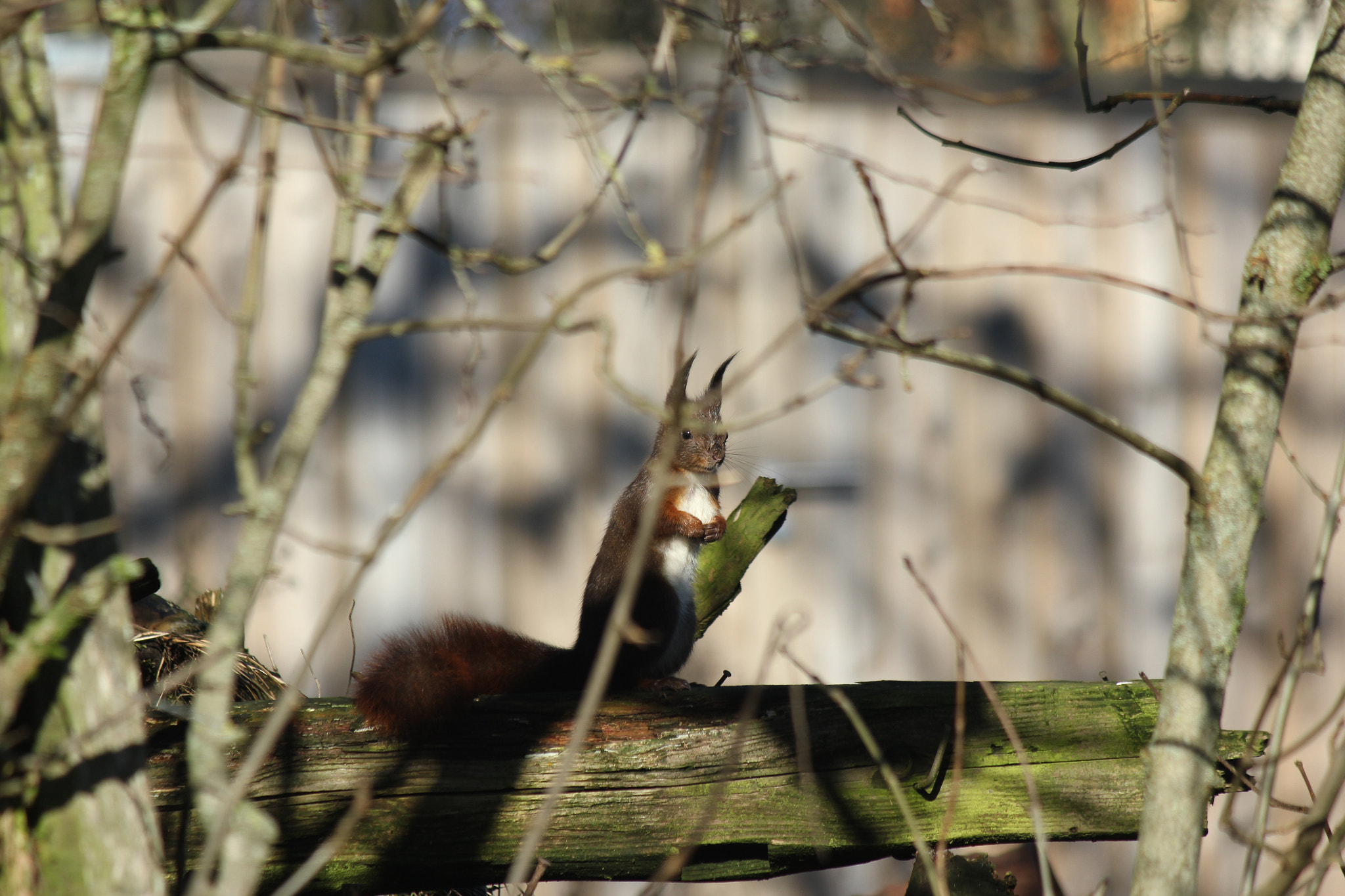Canon EF-S 55-250mm F4-5.6 IS sample photo