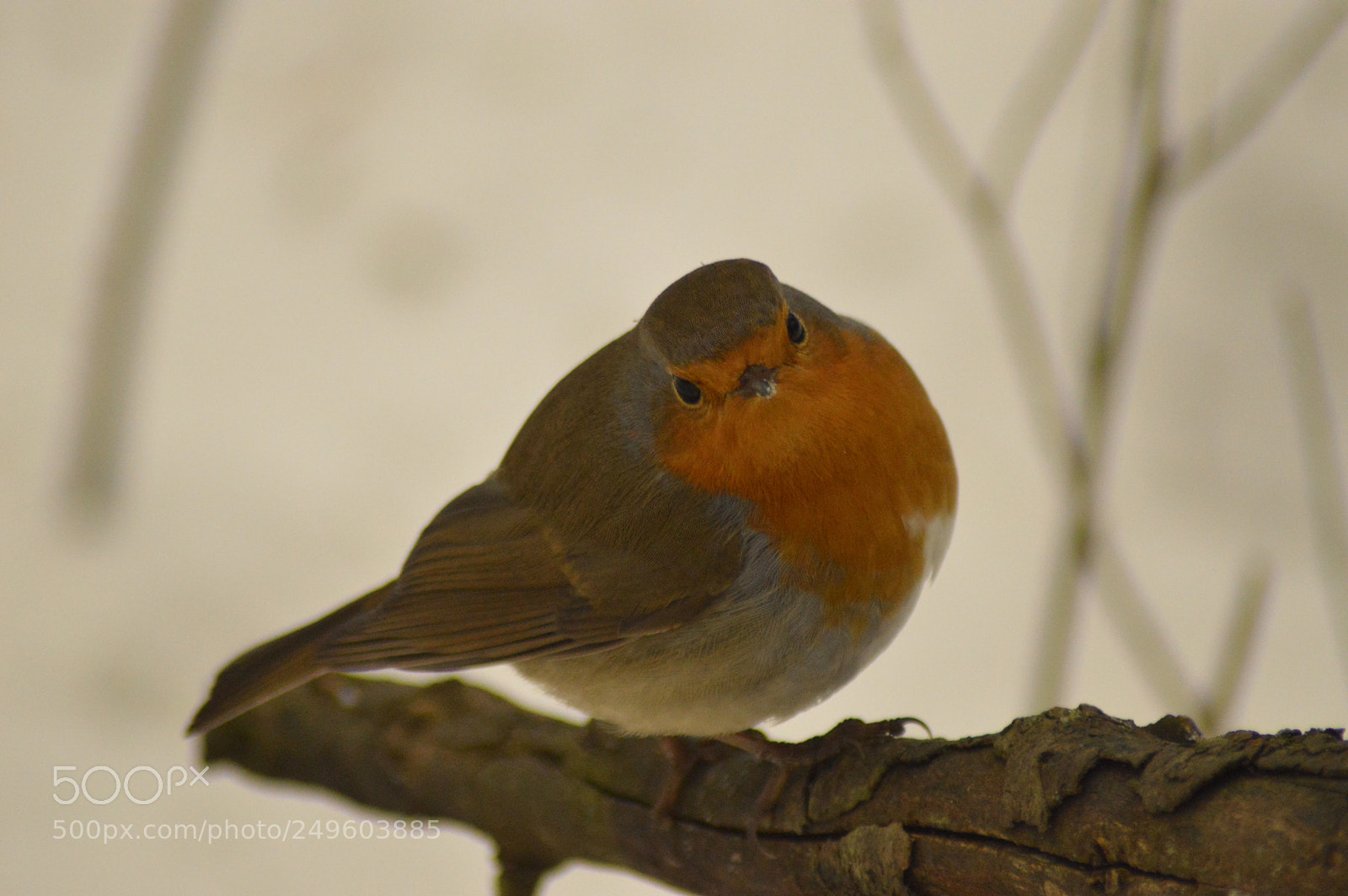 Nikon D3200 sample photo. Robin photography