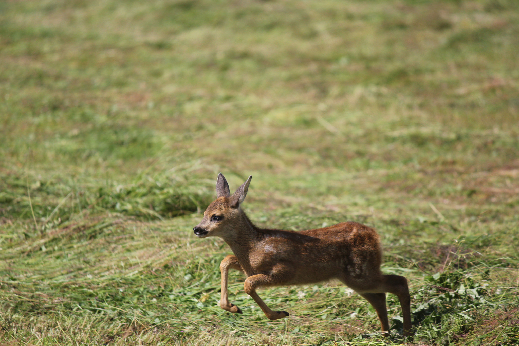 Canon EF-S 55-250mm F4-5.6 IS sample photo