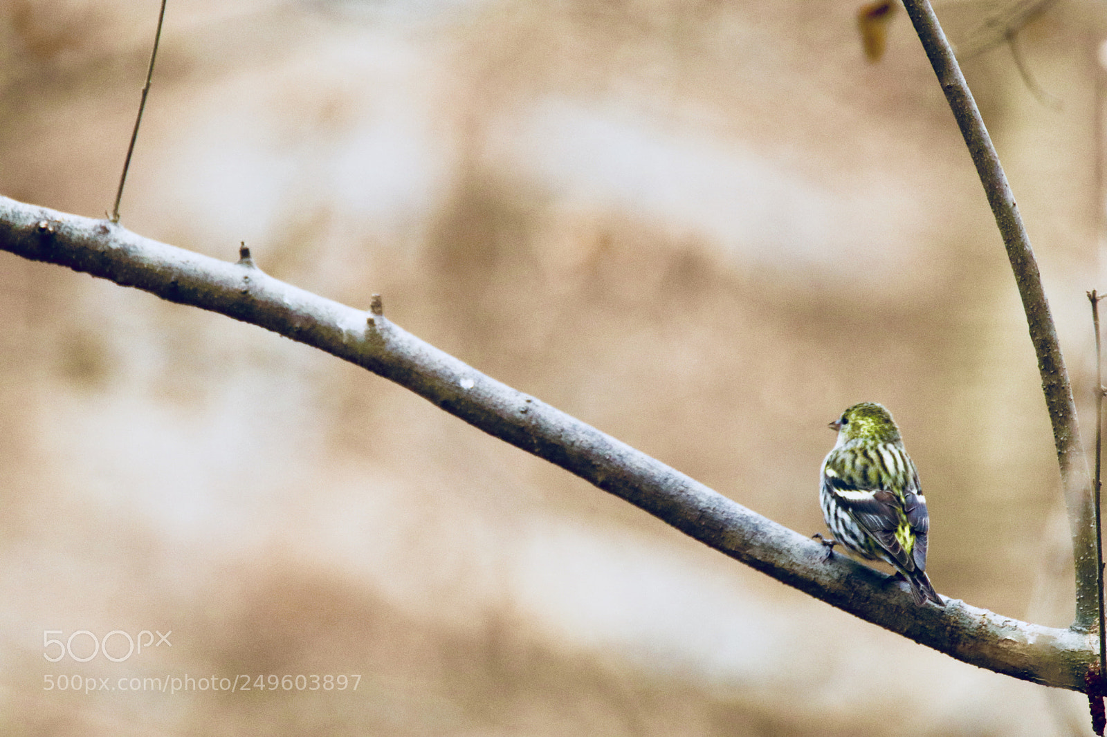 Canon EOS 80D sample photo. 春来了spring is coming photography